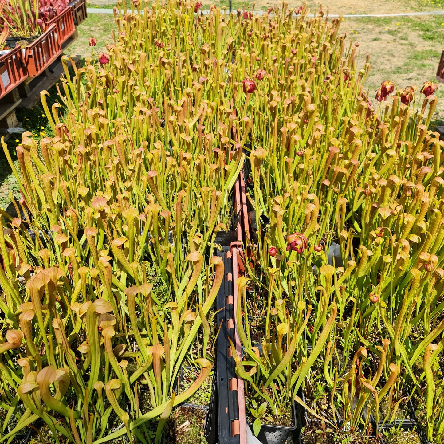 Mixed Carnivorous Plant Selection