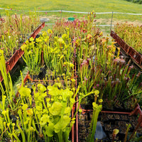 Mixed Carnivorous Plant Selection