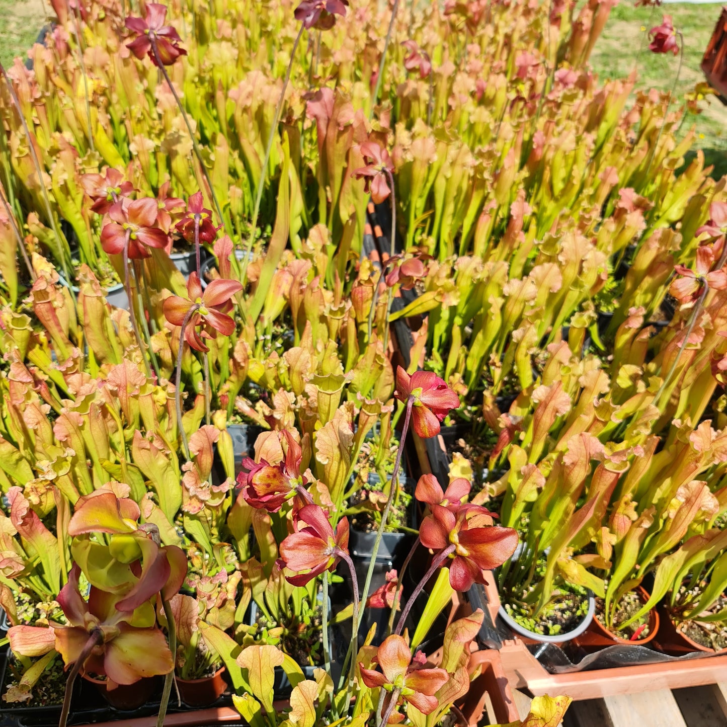 Mixed Carnivorous Plant Selection