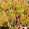 Mixed Carnivorous Plant Selection