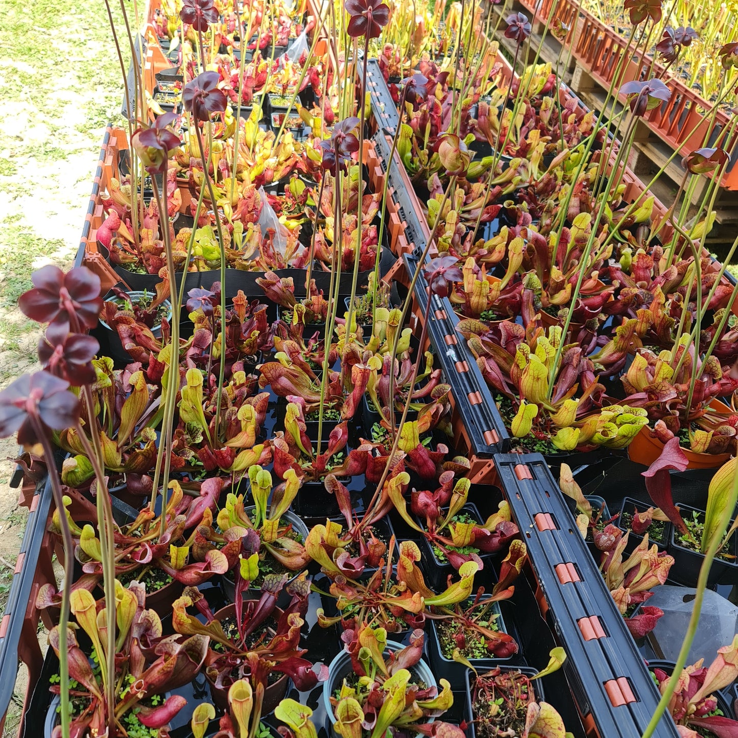 Mixed Carnivorous Plant Selection