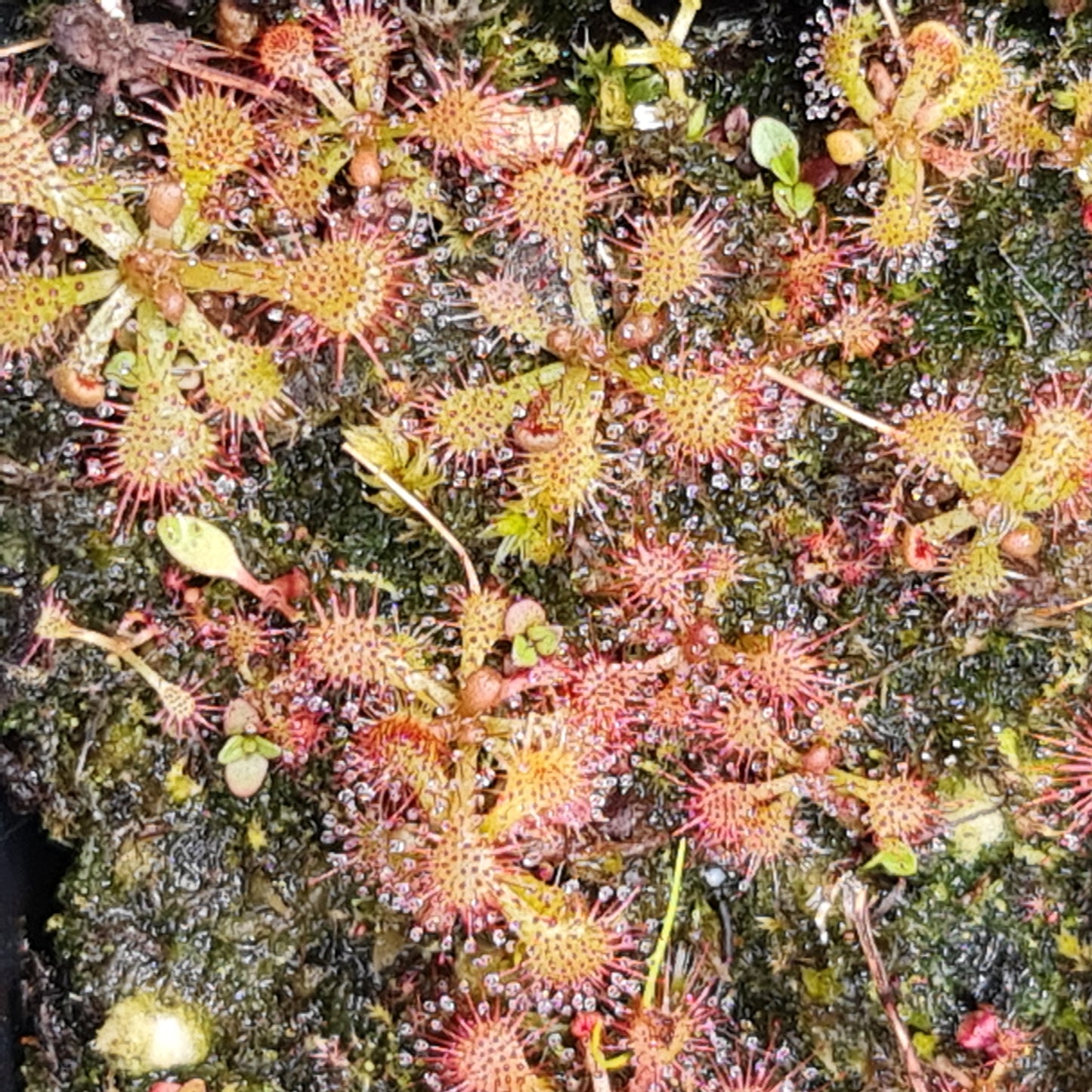 Drosera Spatulata Sundew