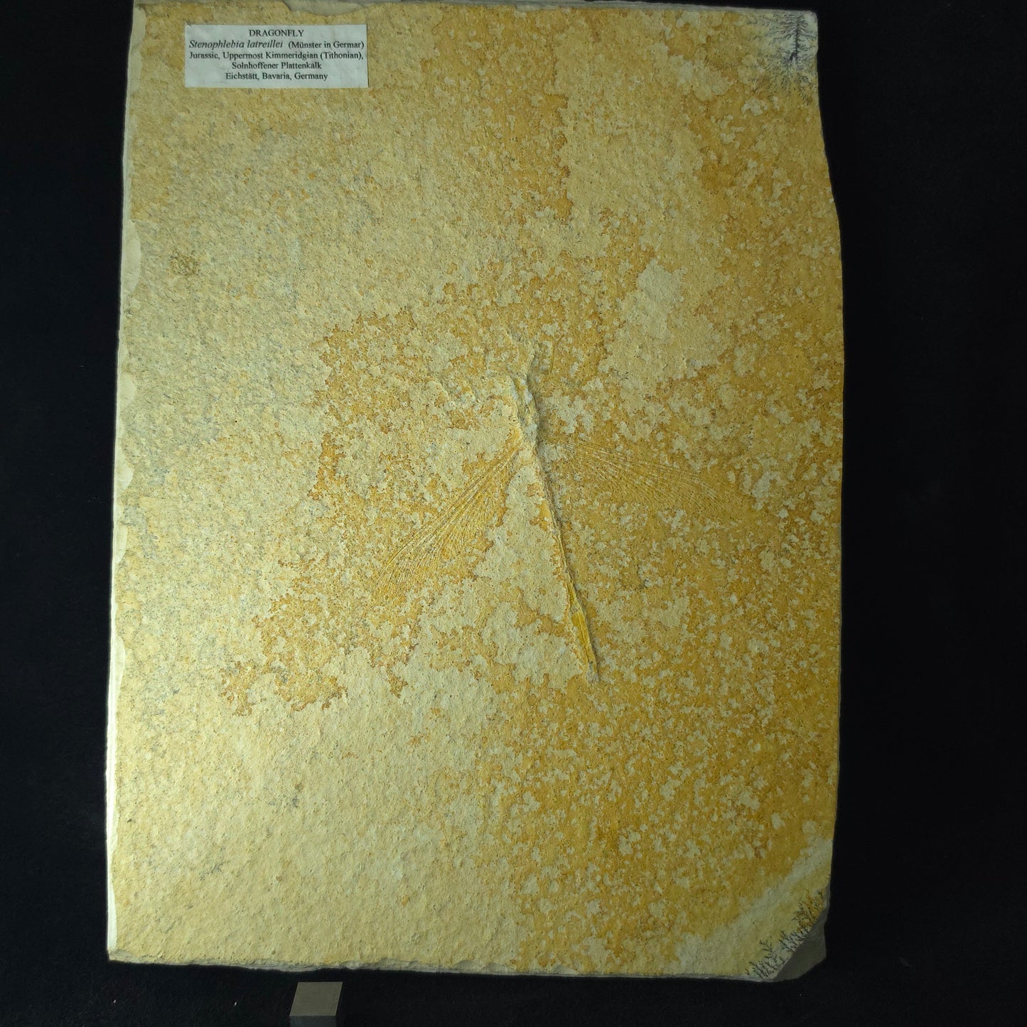 Dragonfly Fossil – 300g – Solnhofen, Germany