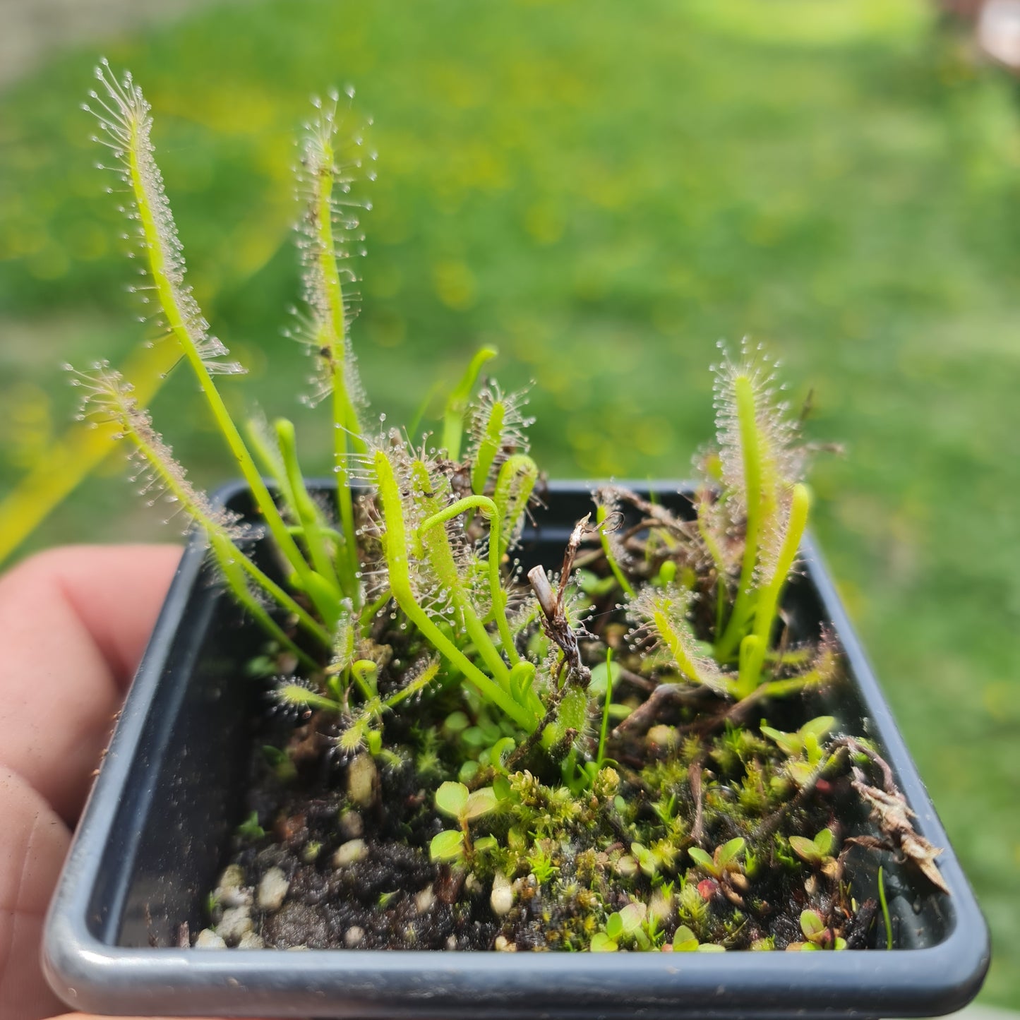 Carnivorous Drosera Capensis Alba Sundew
