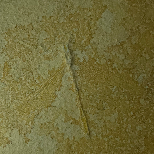 Dragonfly Fossil – 300g – Solnhofen, Germany