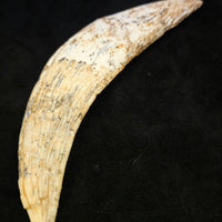 Sabre-tooth Tiger Tooth