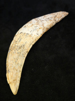 Sabre-tooth Tiger Tooth