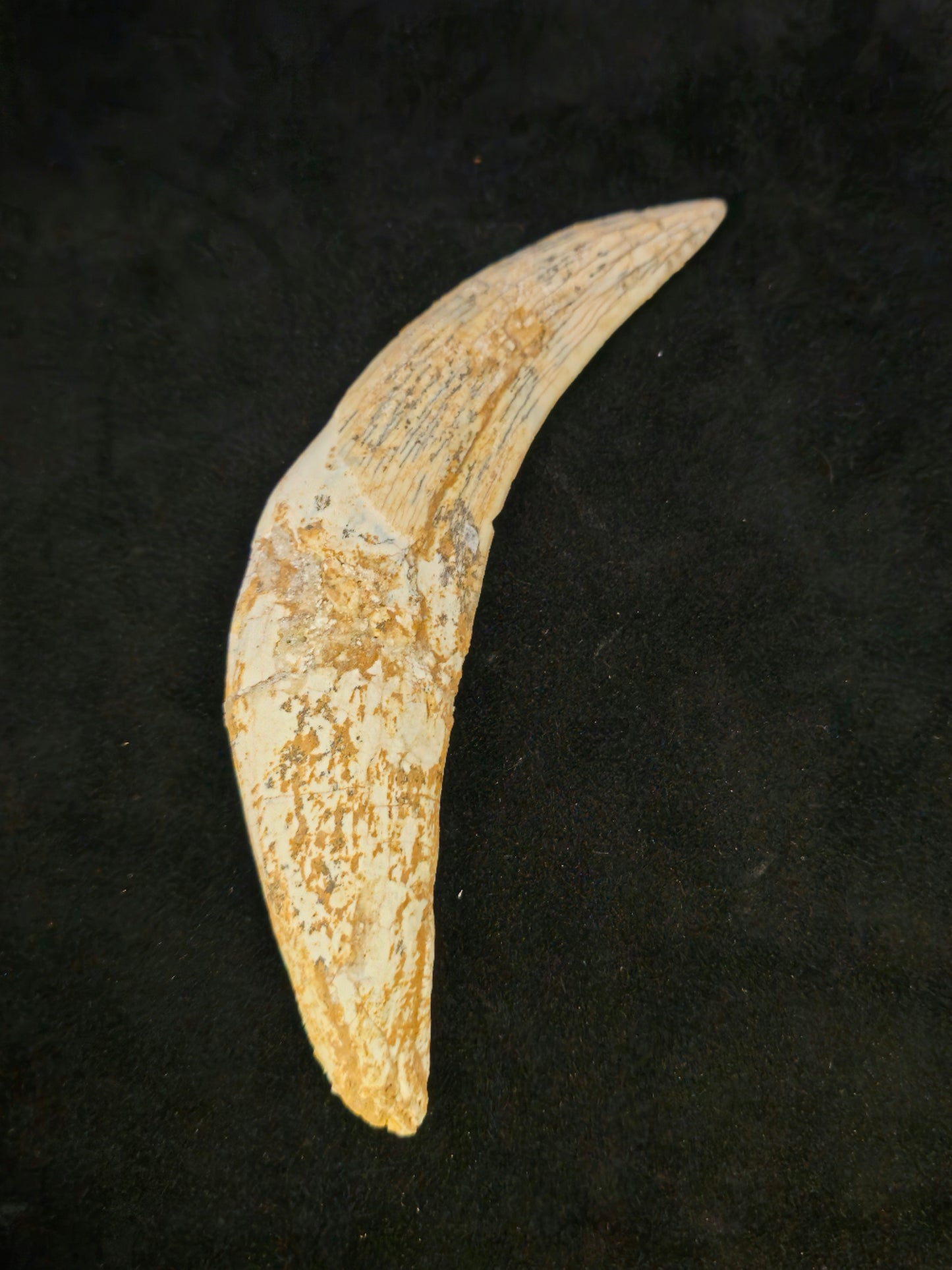 Sabre-tooth Tiger Tooth