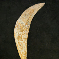 Sabre-tooth Tiger Tooth