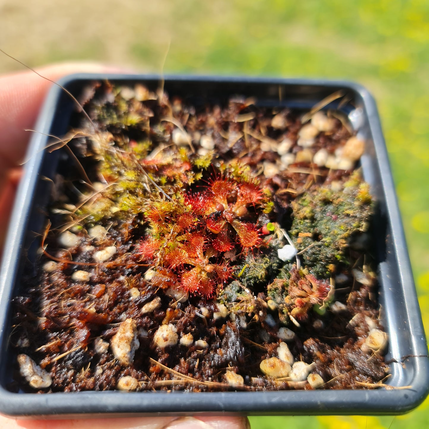 Drosera Spatulata Sundew