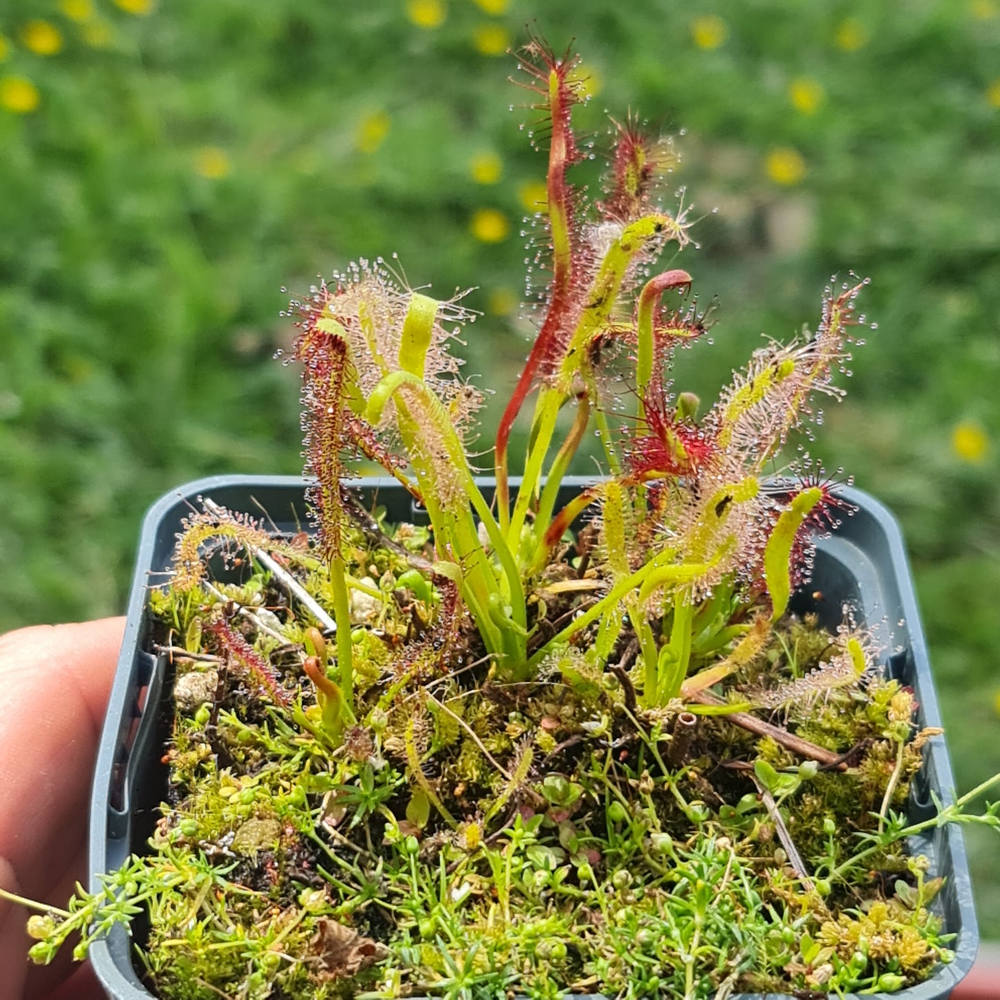 Carnivorous Drosera Capensis Alba Sundew