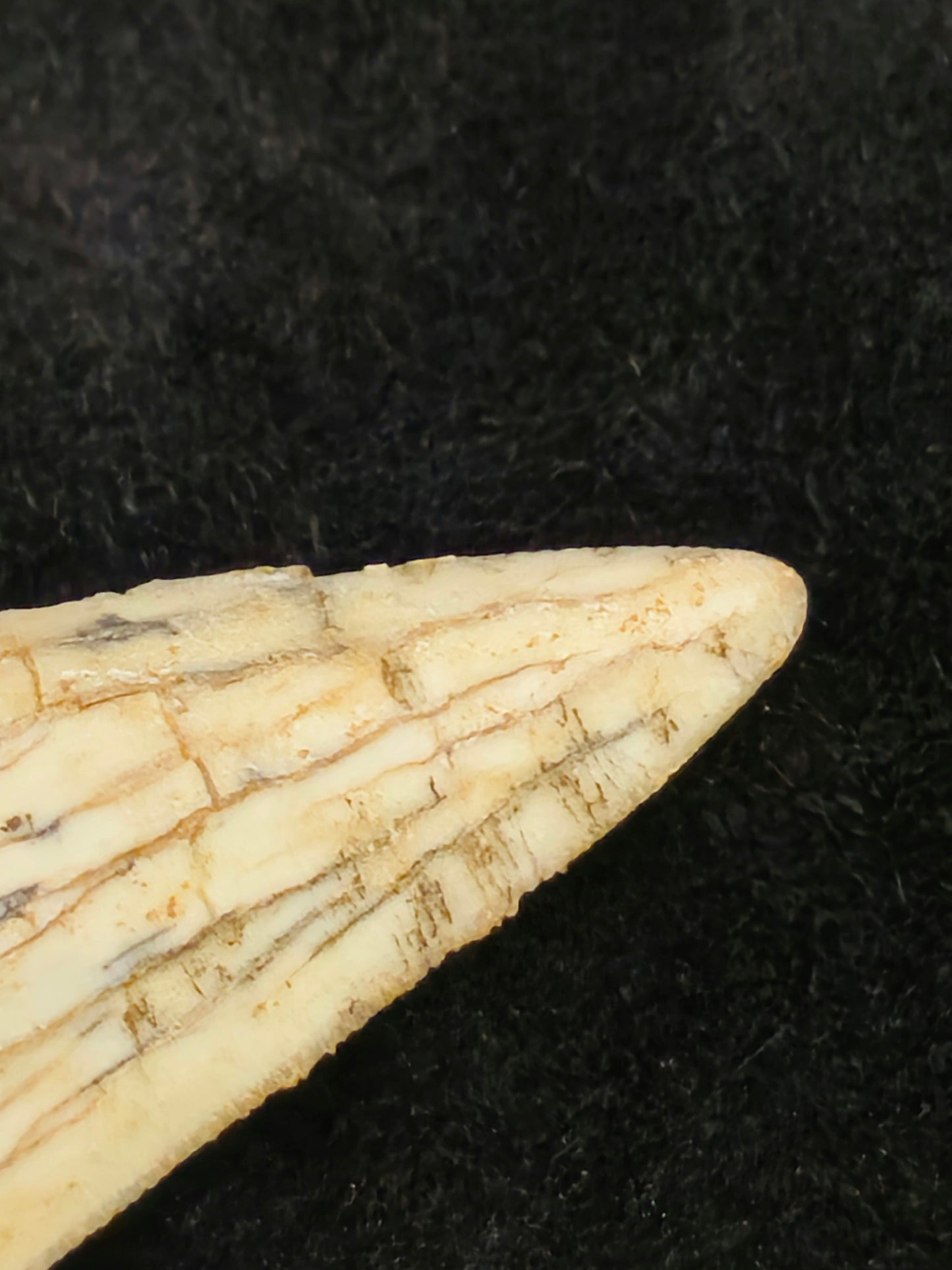 Sabre-tooth Tiger Tooth