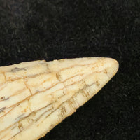 Sabre-tooth Tiger Tooth