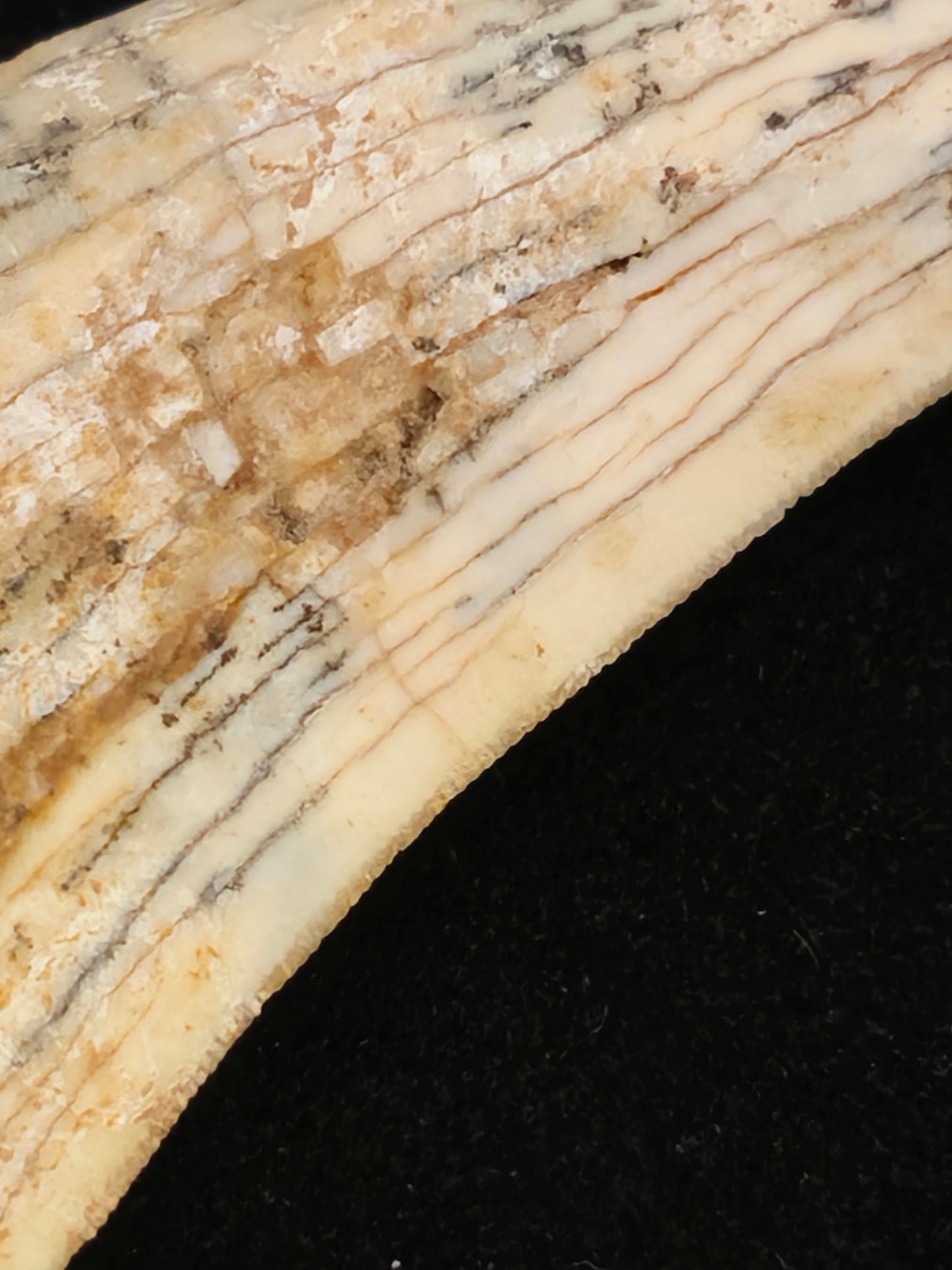 Sabre-tooth Tiger Tooth