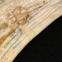 Sabre-tooth Tiger Tooth