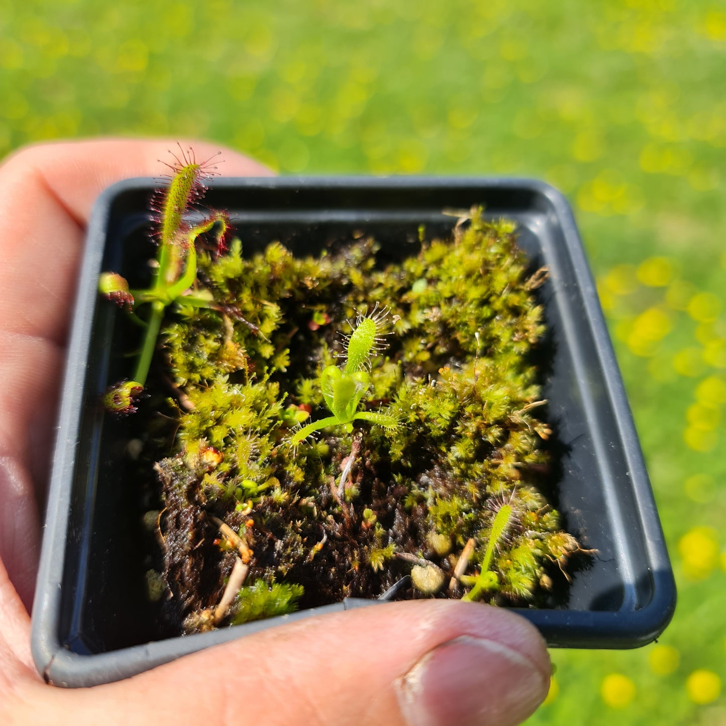 Carnivorous Drosera Capensis Alba Sundew