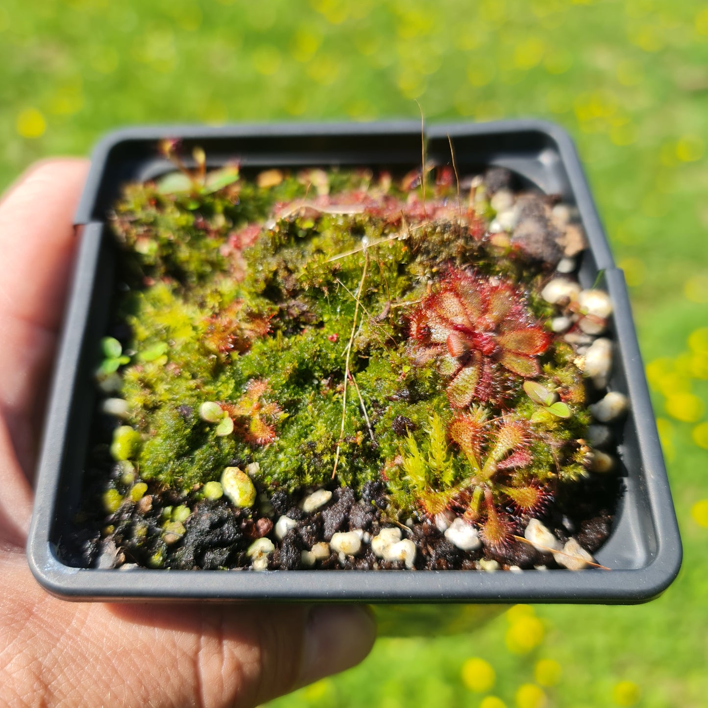 Drosera Spatulata Sundew
