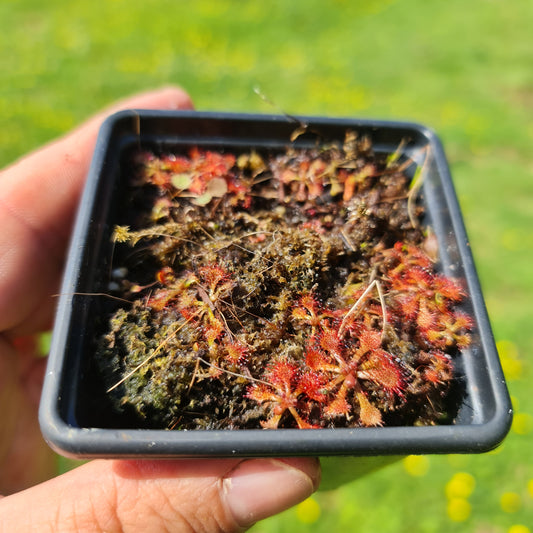 Drosera Spatulata Sundew
