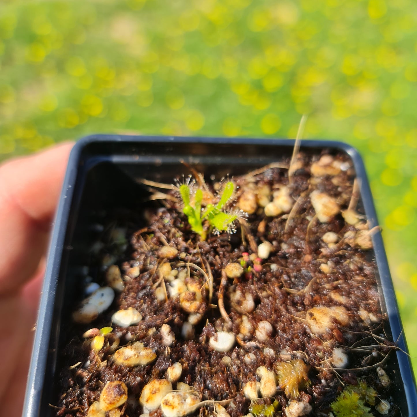 Carnivorous Drosera Capensis Alba Sundew