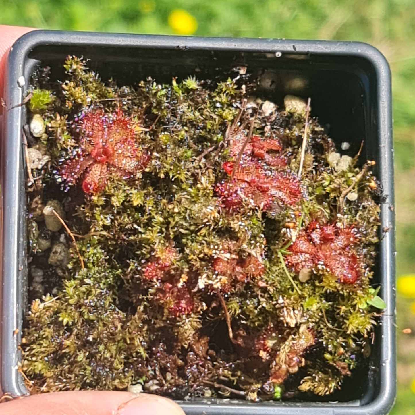 Carnivorous Drosera Aliciae Sundew