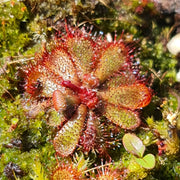 Carnivorous Drosera Aliciae Sundew