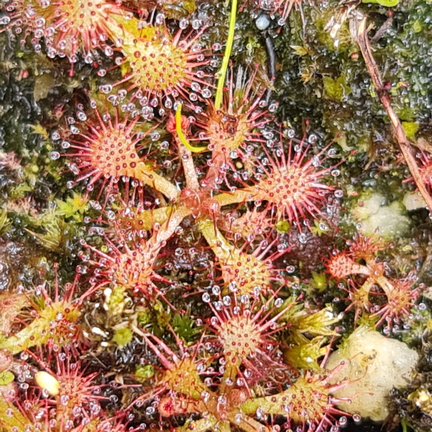 Drosera Spatulata Sundew