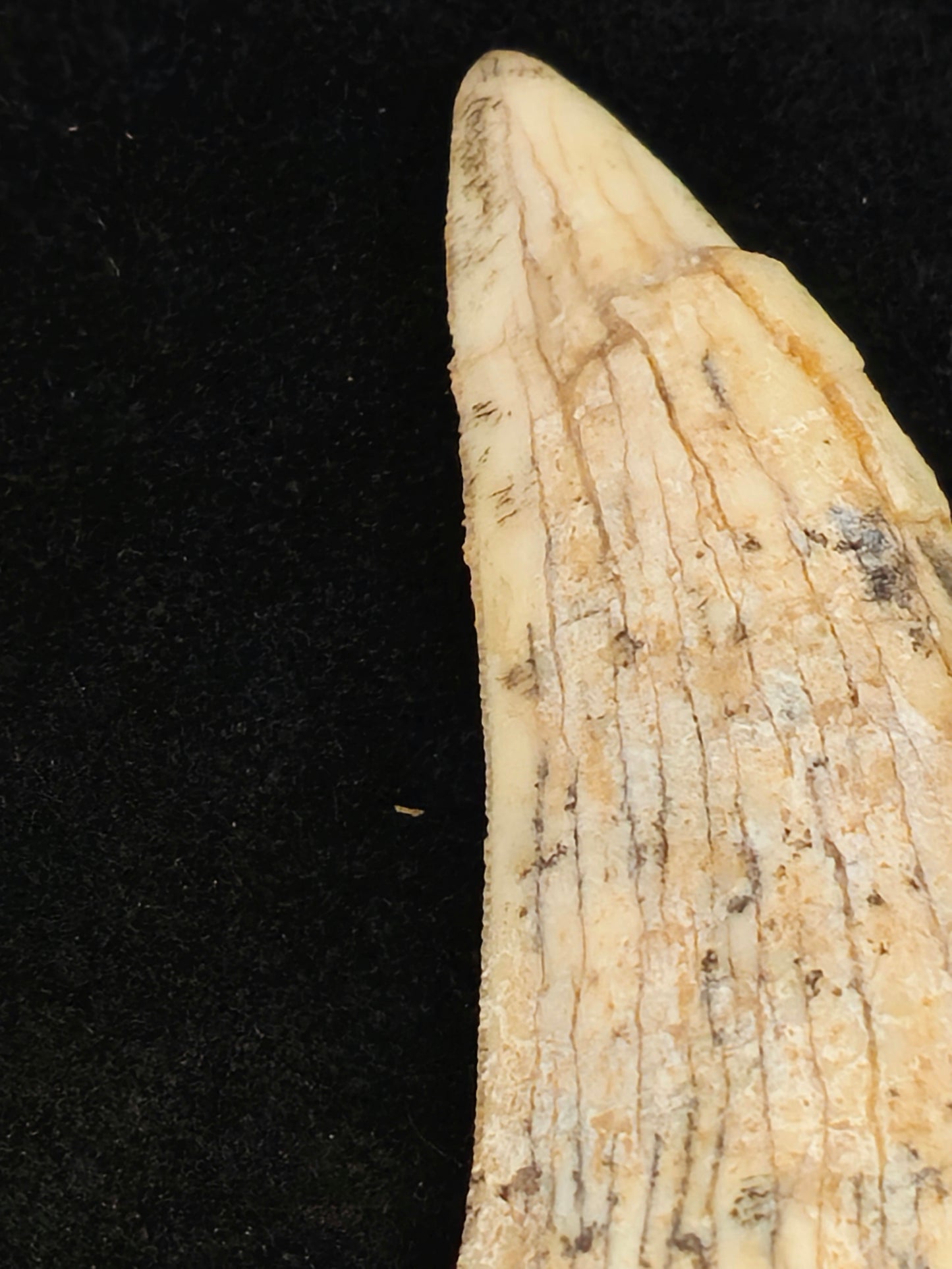 Sabre-tooth Tiger Tooth