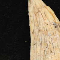 Sabre-tooth Tiger Tooth