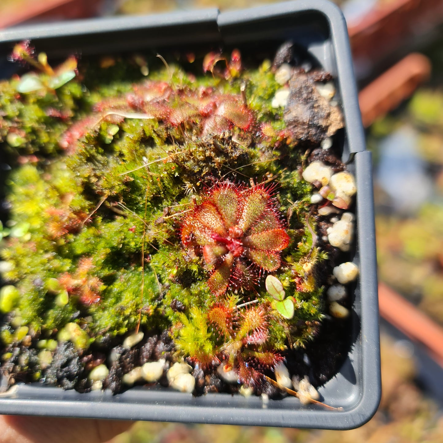 Drosera Spatulata Sundew