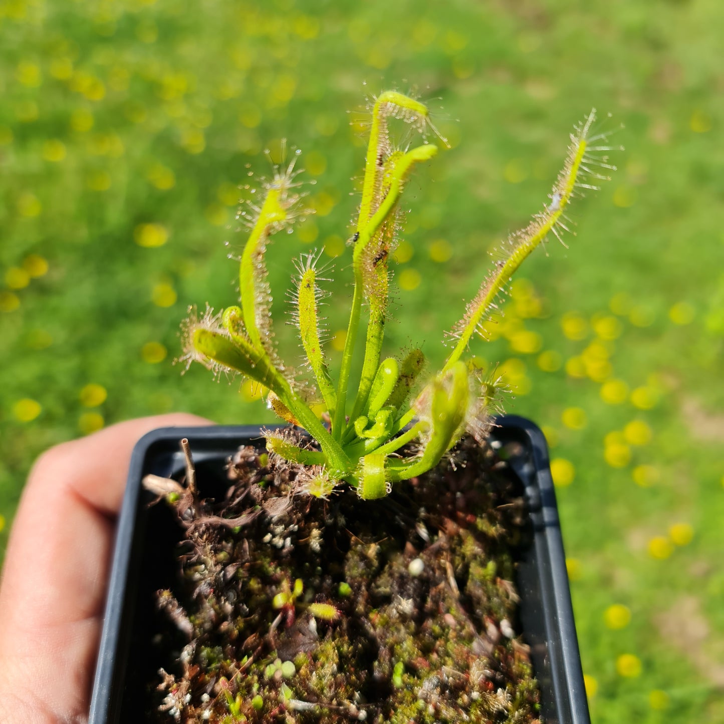 Carnivorous Drosera Capensis Alba Sundew